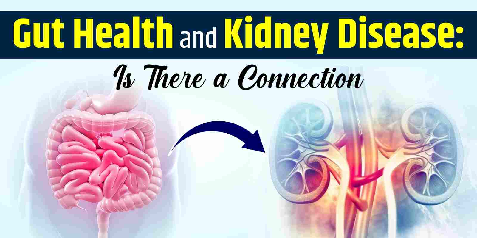 Gut Health and Kidney Disease: Is There a Connection?